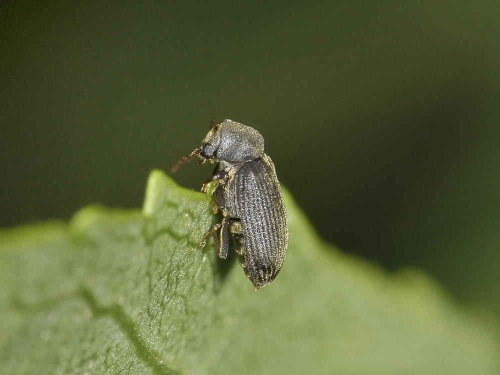 Anobium denticolle?